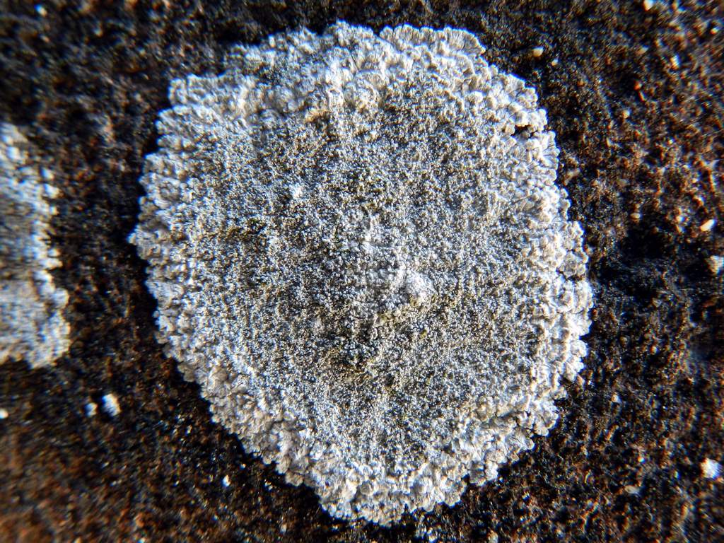 Lichene da identificare